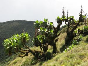 Vegetation around Lake Bisoke