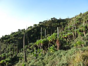 Vegetation on Karisimbi